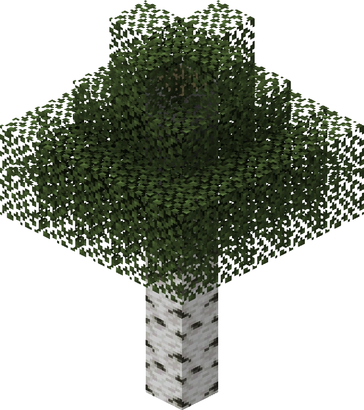 Birch